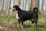 BOUVIER D'APPENZELL 040